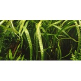 Restplant - Cryptocoryne crispatula - 1-2-GROW!