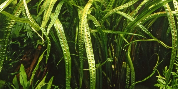 Restplant - Cryptocoryne crispatula - 1-2-GROW!
