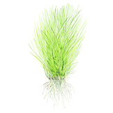 Restplant - Eleocharis acicularis - 1-2-Grow!