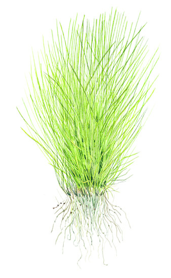 Restplant - Eleocharis acicularis - 1-2-Grow!