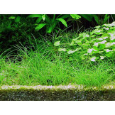 Restplant - Eleocharis acicularis - 1-2-Grow!