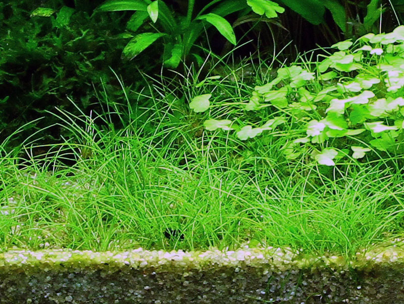 Restplant - Eleocharis acicularis - 1-2-Grow!