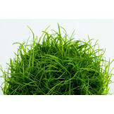 Restplant - Eleocharis acicularis - 1-2-Grow!