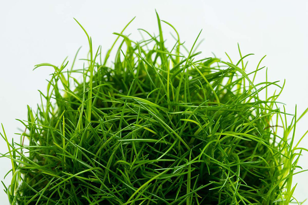 Restplant - Eleocharis acicularis - 1-2-Grow!