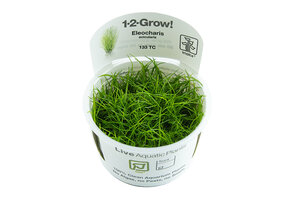 Restplant - Eleocharis acicularis - 1-2-Grow!