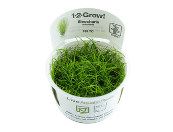 Restplant - Eleocharis acicularis - 1-2-Grow!