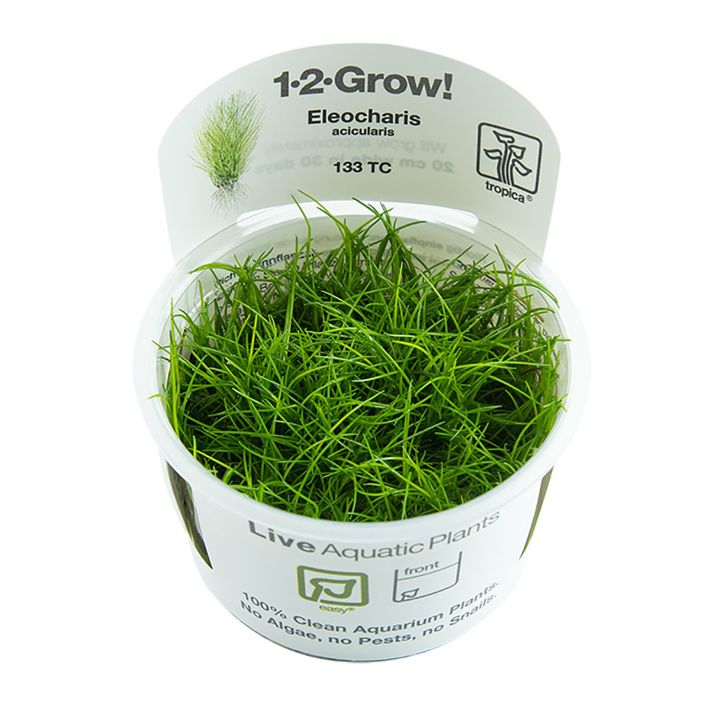 Restplant - Eleocharis acicularis - 1-2-Grow!