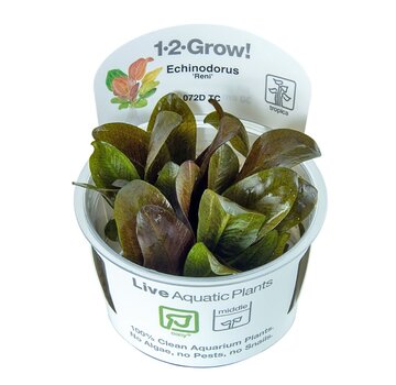 Tropica Restplant - Echinodorus Reni - 1-2-Grow!