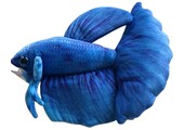 GreenPleco knuffel - Betta blauw