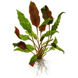 Cryptocoryne wendtii Mi Oya - 1-2-GROW!