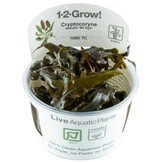 Cryptocoryne wendtii Mi Oya - 1-2-GROW!