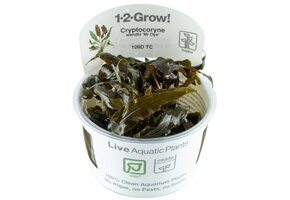 Cryptocoryne wendtii Mi Oya - 1-2-GROW!