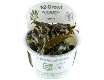 Cryptocoryne wendtii Mi Oya - 1-2-GROW!