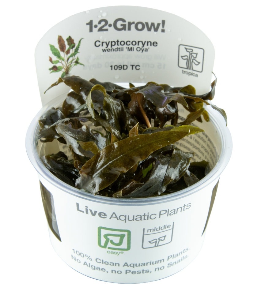Cryptocoryne wendtii Mi Oya - 1-2-GROW!