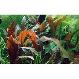 Cryptocoryne wendtii Mi Oya - 1-2-GROW!