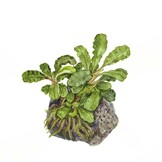 Bucephalandra pygmaea Bukit Kelam - 1-2-GROW!