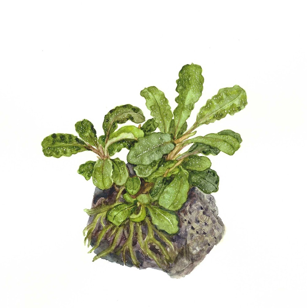 Bucephalandra pygmaea Bukit Kelam - 1-2-GROW!