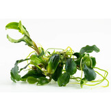 Bucephalandra pygmaea Bukit Kelam - 1-2-GROW!