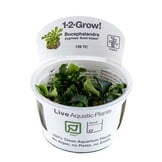 Bucephalandra pygmaea Bukit Kelam - 1-2-GROW!