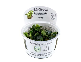 Bucephalandra pygmaea Bukit Kelam - 1-2-GROW!