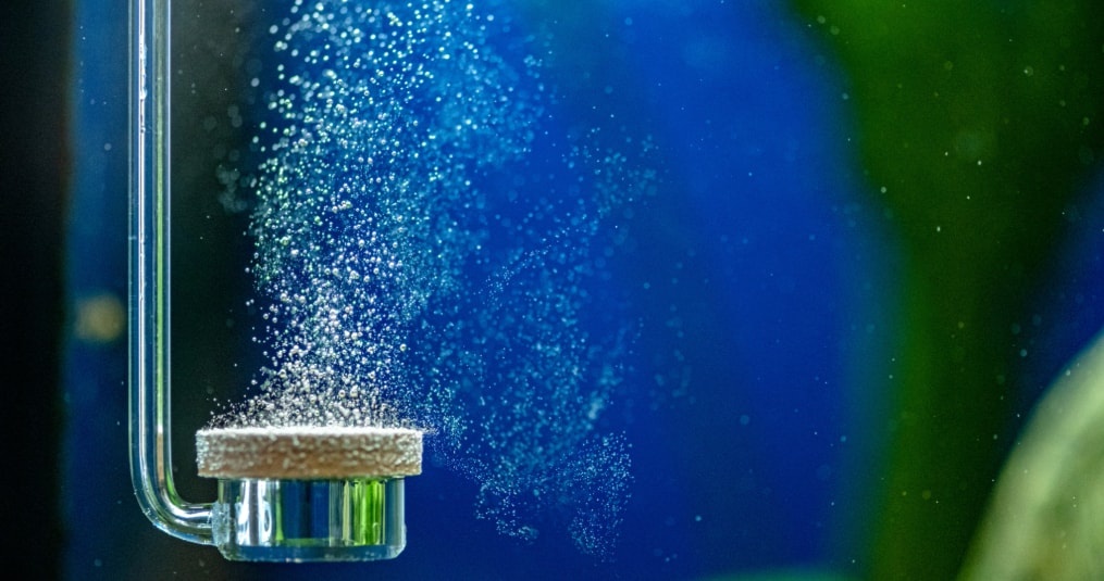 Te veel CO2 in het aquarium? Hoe voorkomen en oplossen! de Visvoer WebWinkel