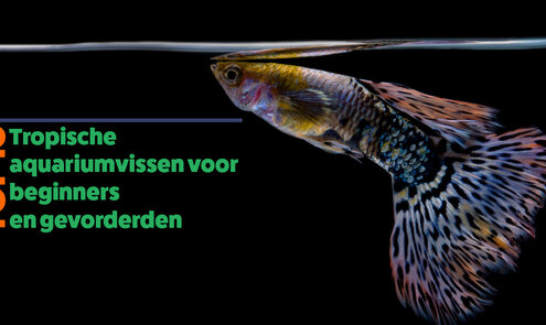 Top 10 aquariumvissen voor beginners