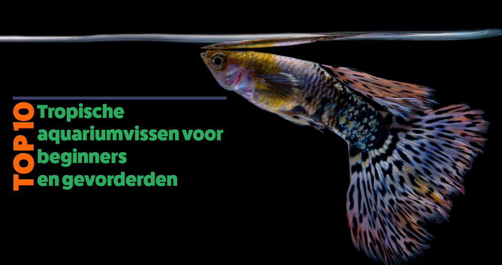 Top 10 aquariumvissen voor beginners