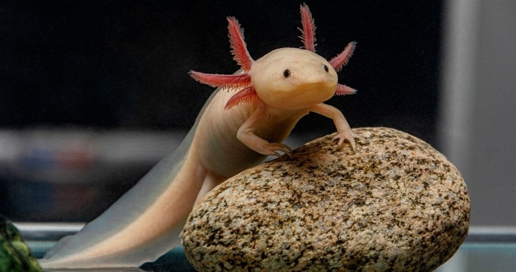 Wat eet een Axolotl?