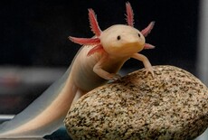 Wat eet een Axolotl?