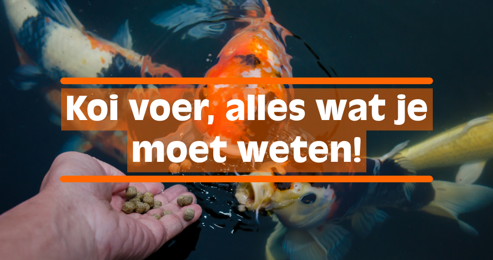 Koi Voer: Alles wat je moet weten.