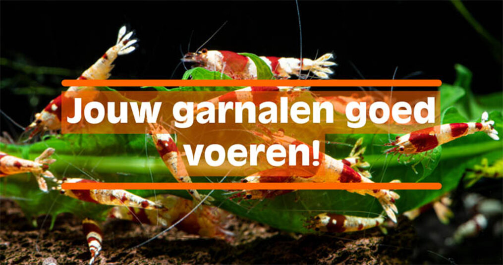 Garnalen goed voeren!