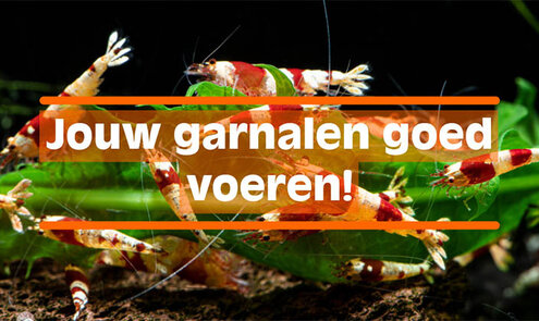 Garnalen goed voeren!