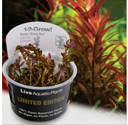 Tropica Rotala rotundifolia Blood Red - Limited Edition 1-2-GROW!