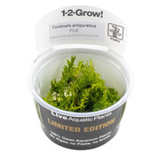 Tropica Fontinalis antipyretica - Limited Edition 1-2-GROW!