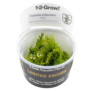 Tropica Fontinalis antipyretica - Limited Edition 1-2-GROW!
