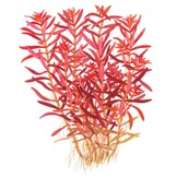 Rotala rotundifolia Blood Red - 1-2-GROW!