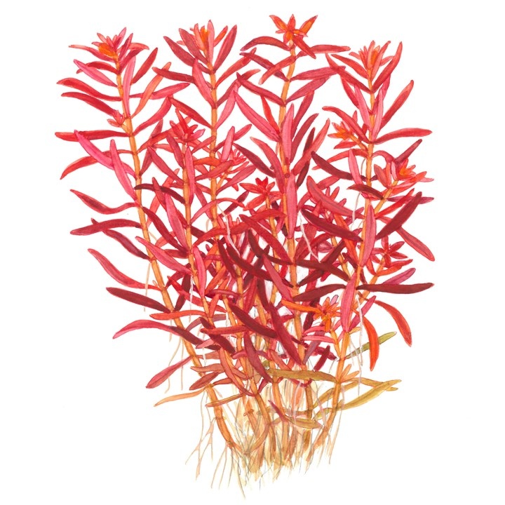 Rotala rotundifolia Blood Red - 1-2-GROW!