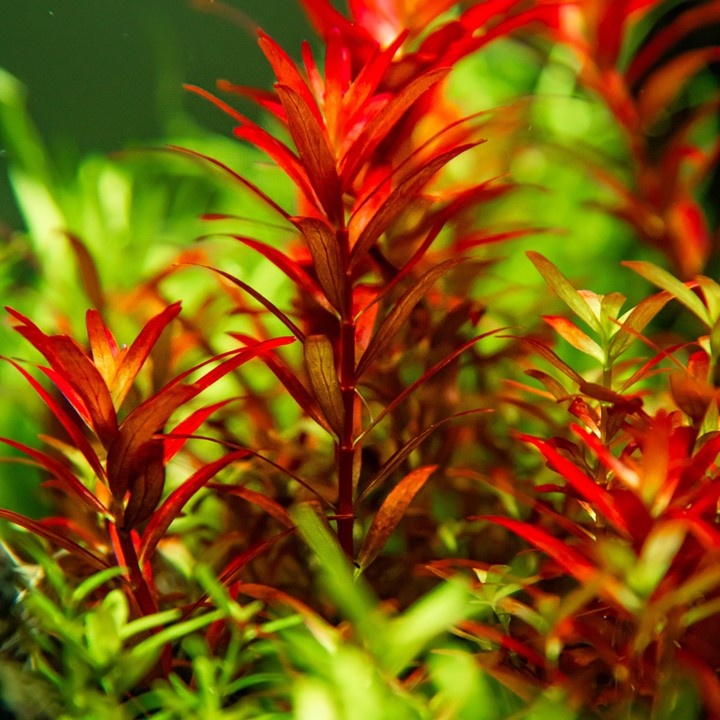 Rotala rotundifolia Blood Red - 1-2-GROW!