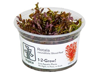 Rotala rotundifolia Blood Red - 1-2-GROW!