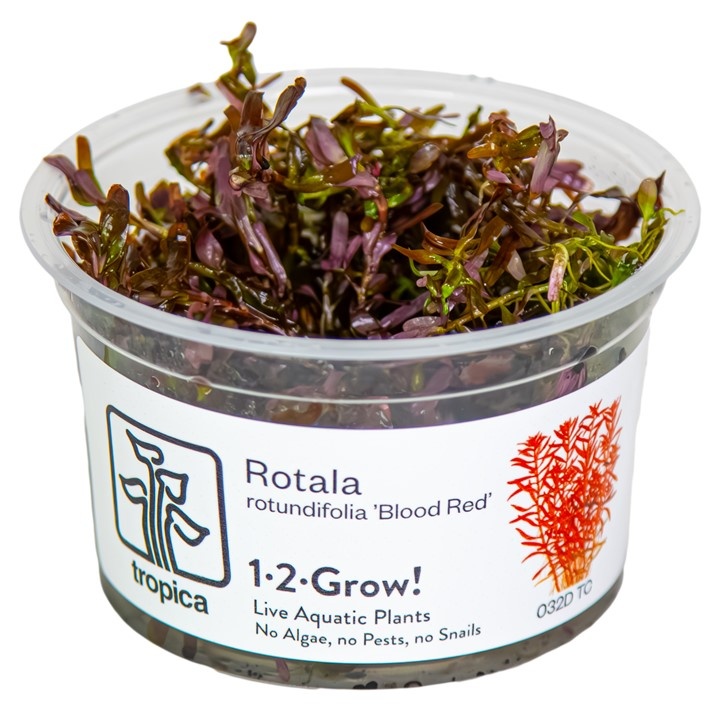 Rotala rotundifolia Blood Red - 1-2-GROW!