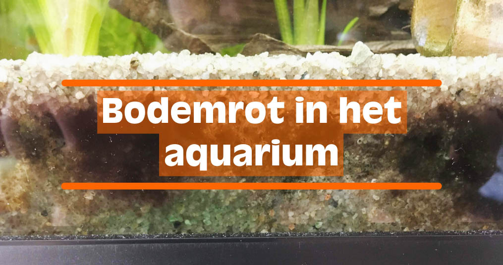 Bodemrot in het aquarium