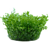 Micranthemum glomeratum
