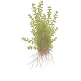 Micranthemum glomeratum