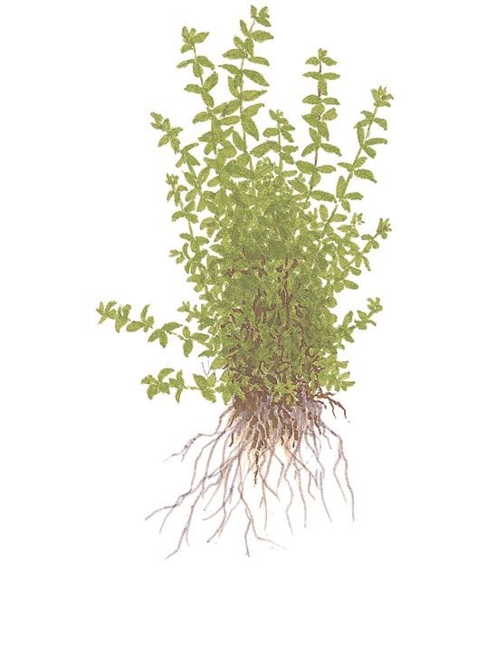 Micranthemum glomeratum