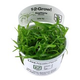 Restplant - Sagittaria subulata - 1-2-GROW!