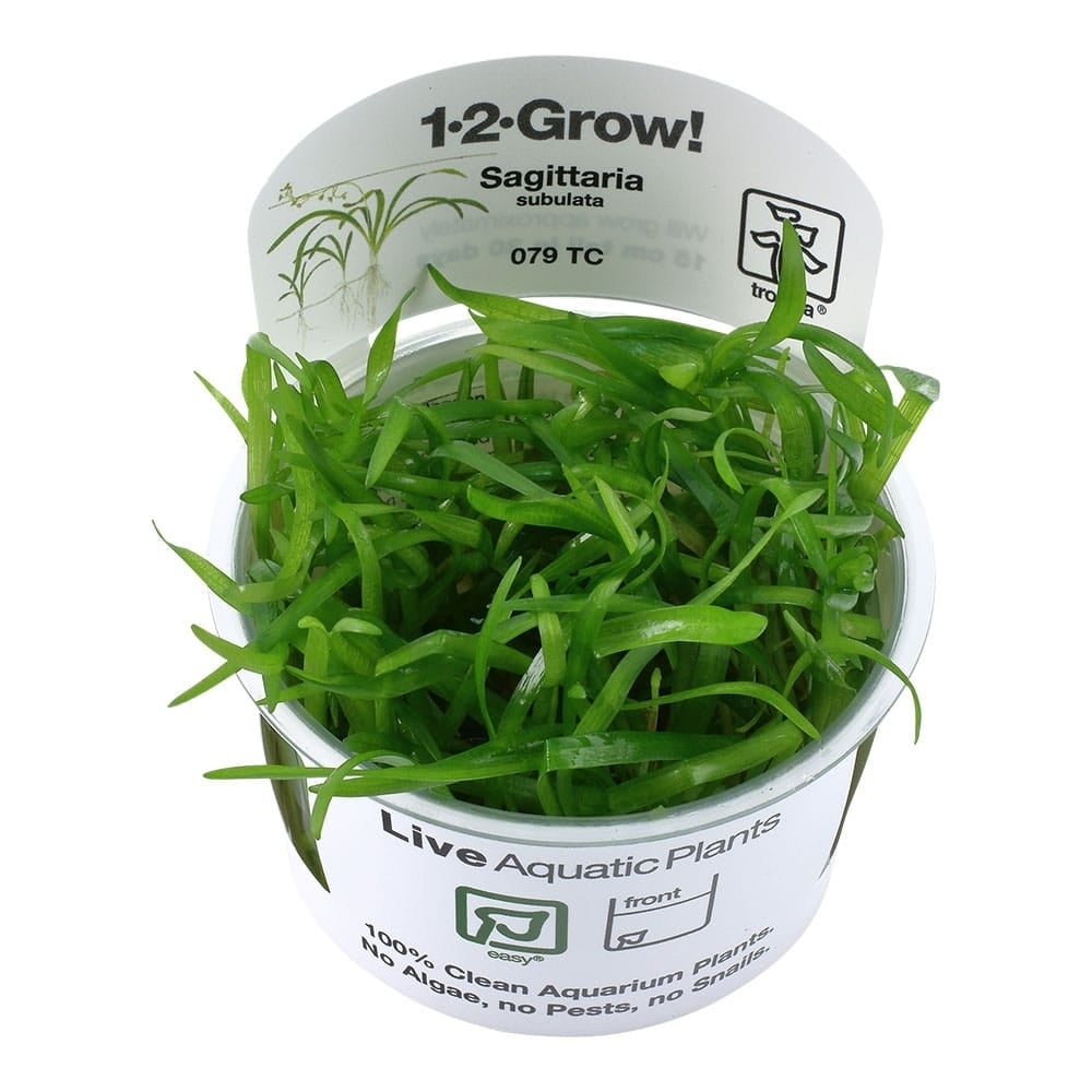 Restplant - Sagittaria subulata - 1-2-GROW!