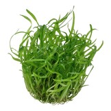 Restplant - Sagittaria subulata - 1-2-GROW!