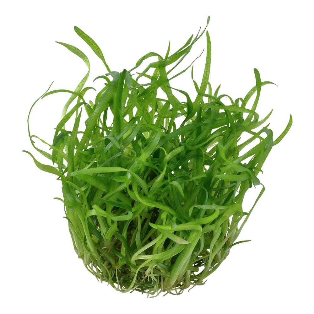 Restplant - Sagittaria subulata - 1-2-GROW!