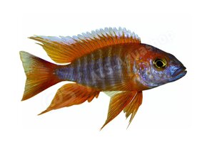 Koelkastmagneet Aulonocara jakobfreibergi "Eureka"