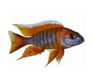 de Visvoer WebWinkel Koelkastmagneet Aulonocara jakobfreibergi "Eureka"